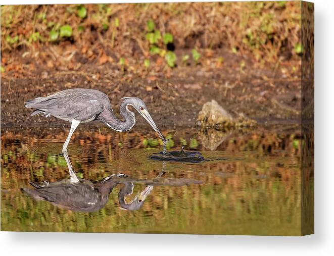 Animal Canvas Print featuring the photograph Blue Heron #33 by Peter Lakomy