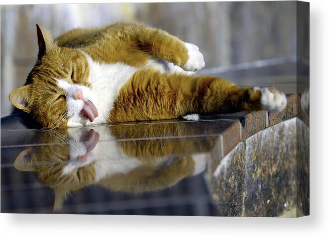 Cat Canvas Print featuring the photograph Cat #335 by Jackie Russo