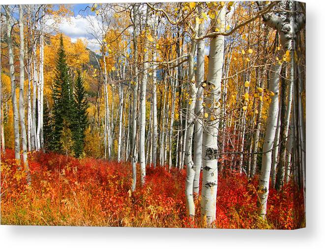 Autumn Canvas Print featuring the photograph Rocky Mountain Fall by Mark Smith