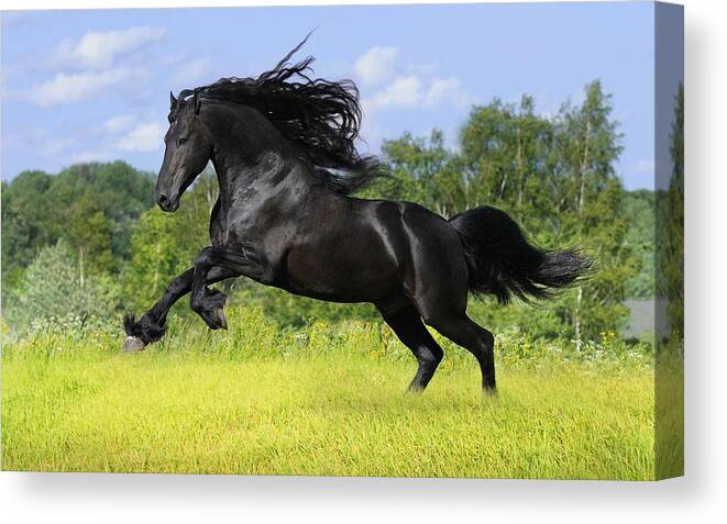 Horse Canvas Print featuring the photograph Horse #35 by Mariel Mcmeeking