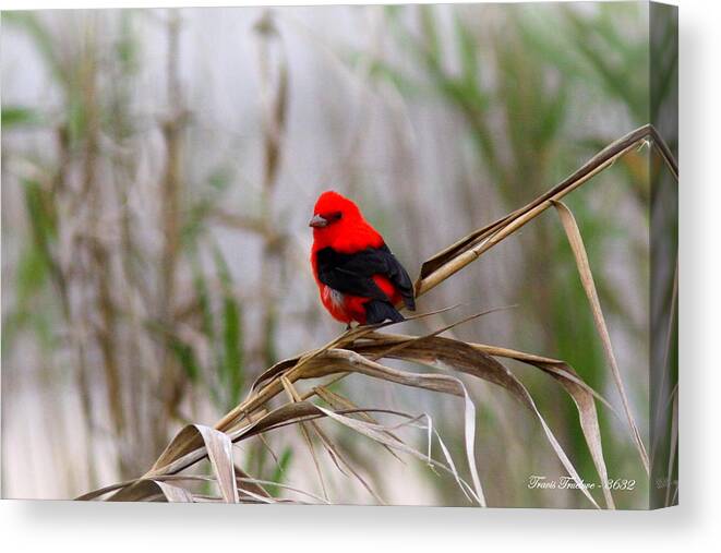 Scarlet Tanager Canvas Print featuring the photograph 3632 - Scarlet Tanager by Travis Truelove