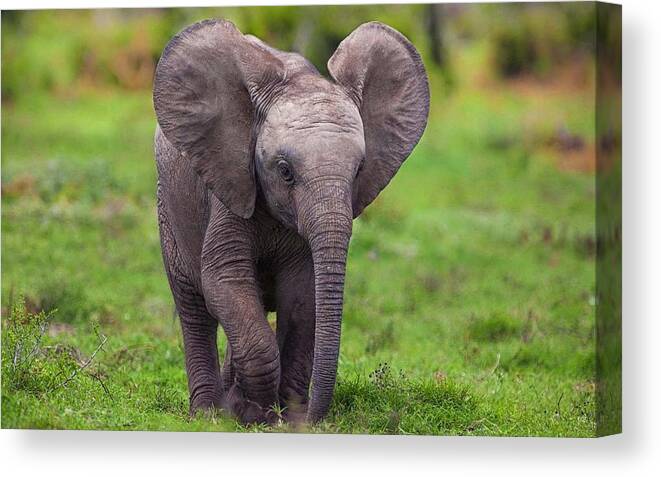 African Elephant Canvas Print featuring the photograph African Elephant #4 by Jackie Russo