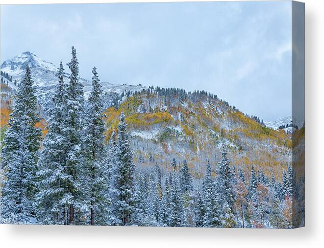Aspen Trees Canvas Print featuring the photograph Colorado Fall Foliage 2 by Victor Culpepper