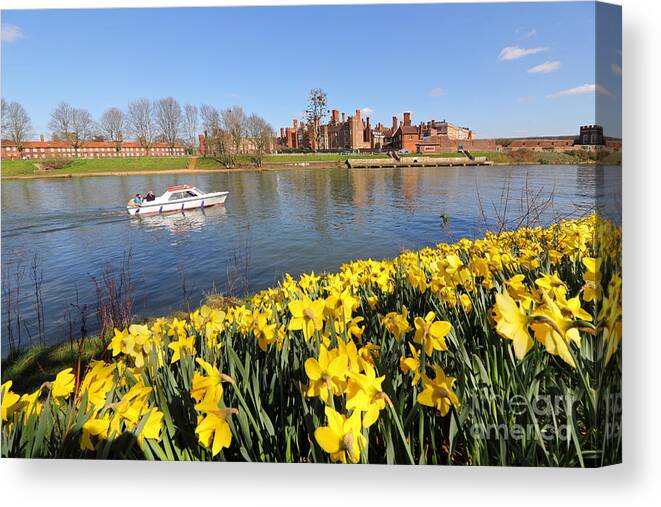 Daffodils Beside The Thames At Hampton Court London Uk Canvas Print featuring the photograph Daffodils beside the Thames at Hampton Court London UK #5 by Julia Gavin