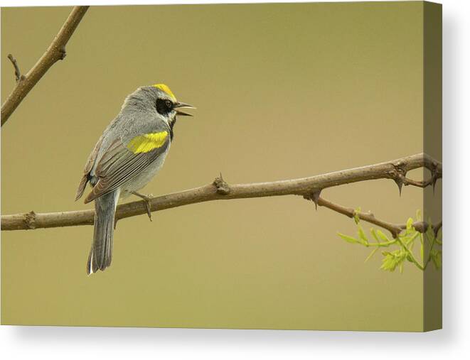 Bird Canvas Print featuring the photograph Golden-winged Warbler #4 by Alan Lenk