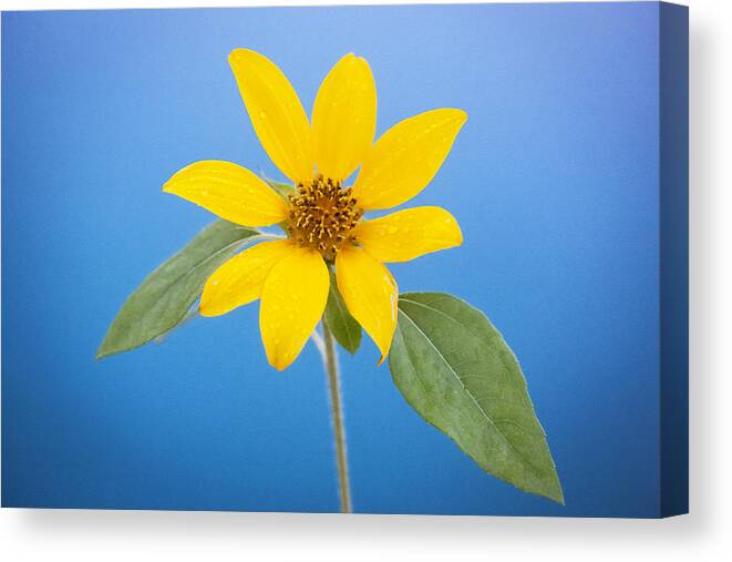 Sunflower Canvas Print featuring the photograph Happy Sunflowers Helianthus #4 by Rich Franco