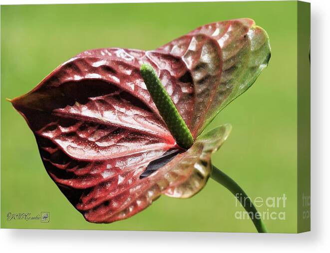 Mccombie Canvas Print featuring the photograph Red Peace Lily #3 by J McCombie
