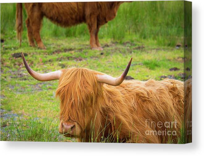 Scotland Canvas Print featuring the photograph Scotland #4 by Milena Boeva