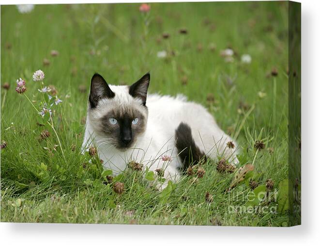 Cat Canvas Print featuring the photograph Siamese Cat #4 by Rolf Kopfle