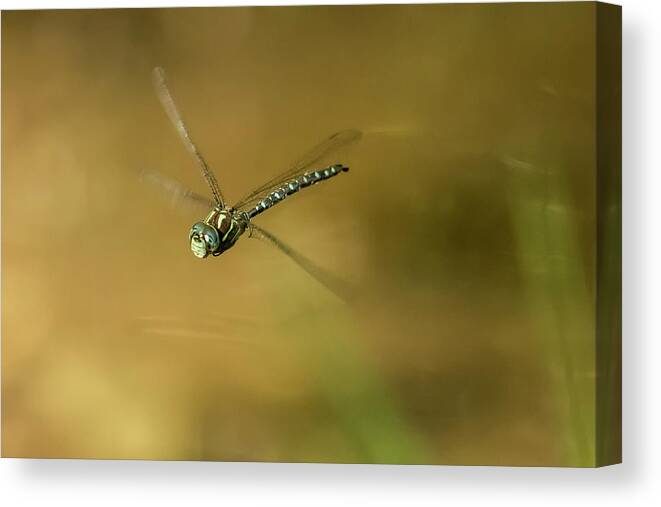 Dragonfly Canvas Print featuring the photograph 4-stroke Flight by Belinda Greb