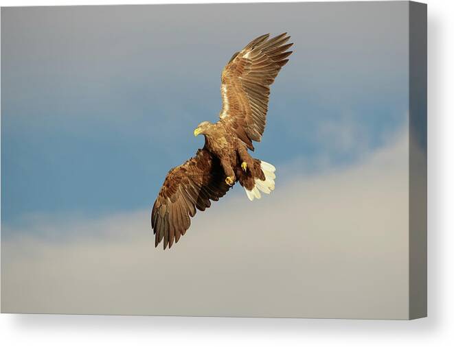 Animal Canvas Print featuring the photograph White-tailed Eagle #4 by Andy Astbury