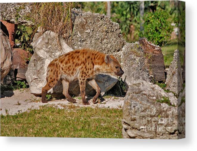 Spotted Hyena Canvas Print featuring the photograph 47- Spotted Hyena by Joseph Keane