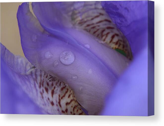 Kirkwood Canvas Print featuring the photograph Purple Iris #49 by Curtis Krusie