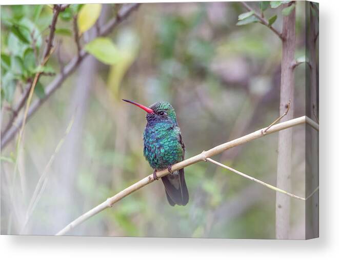 Broad-billed Canvas Print featuring the photograph Broad-billed Hummingbird #5 by Tam Ryan