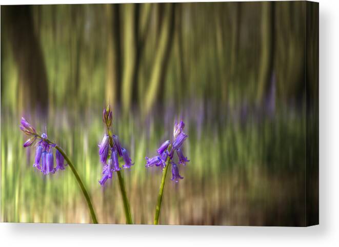 Bluebells Canvas Print featuring the photograph Chalet Bluebell Woods #5 by David French
