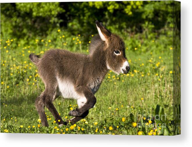 Miniature Donkey Canvas Print featuring the photograph Miniature Donkey Foal #5 by Jean-Louis Klein & Marie-Luce Hubert