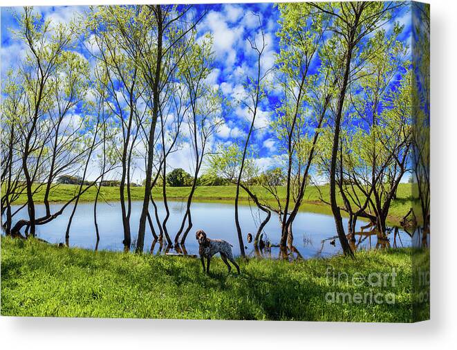 Austin Canvas Print featuring the photograph Texas Hill Country by Raul Rodriguez