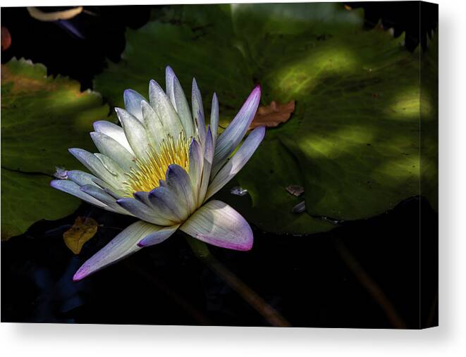 Water Lily Canvas Print featuring the photograph Water Lily #50 by Robert Ullmann
