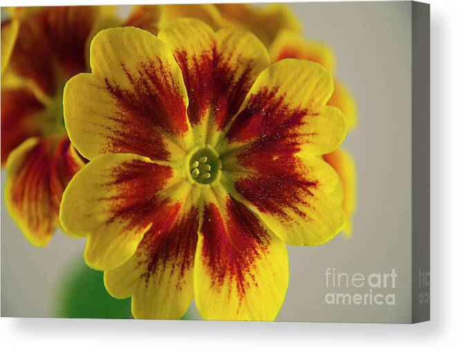 Flowers Canvas Print featuring the photograph Spring Flower #51 by Elvira Ladocki