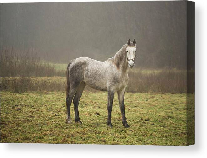Horse Canvas Print featuring the photograph Horse #52 by Mariel Mcmeeking