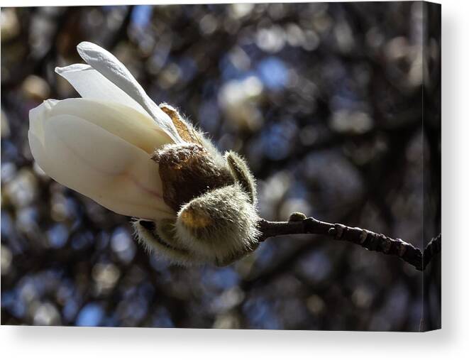 Magnolia Canvas Print featuring the photograph Magnolia Blossom #59 by Robert Ullmann