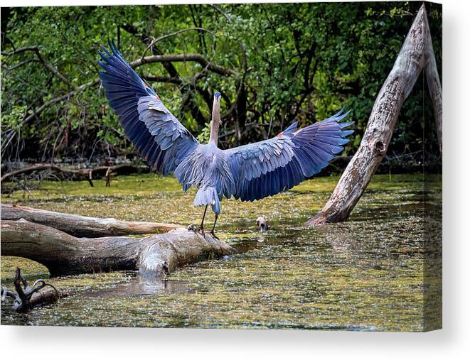 Animal Canvas Print featuring the photograph Blue Heron #6 by Peter Lakomy