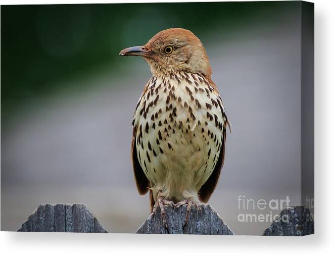 Adult Canvas Print featuring the photograph Brown Thrasher #6 by Richard Smith
