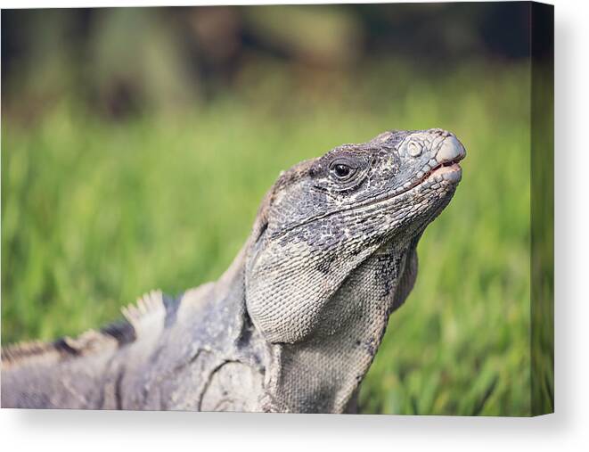 Animal Canvas Print featuring the photograph Iguana by Peter Lakomy