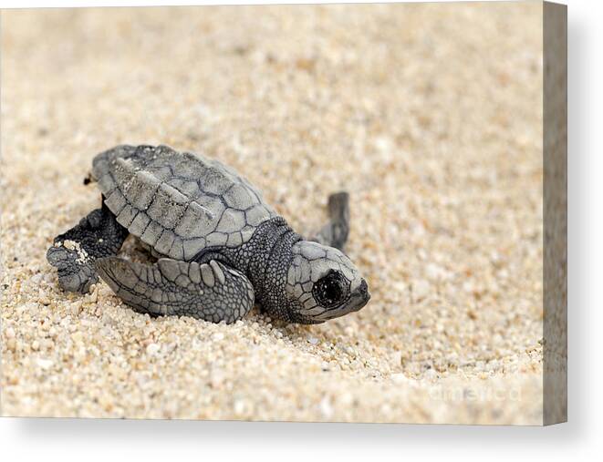 Animal Canvas Print featuring the photograph Olive Ridley Sea Turtle - Lepidochelys olivacea #6 by Anthony Totah