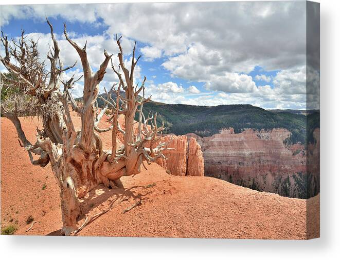 Twisted Forest Canvas Print featuring the photograph On the Edge #6 by Ray Mathis