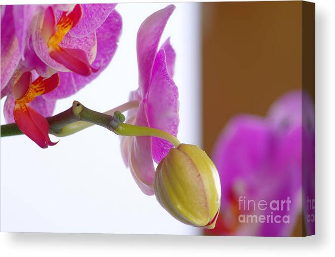 Orchid Canvas Print featuring the photograph Pink Orchid #3 by Dariusz Gudowicz