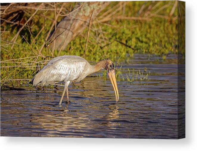 Big Talbot Island Canvas Print featuring the photograph Wood Stork #6 by Peter Lakomy
