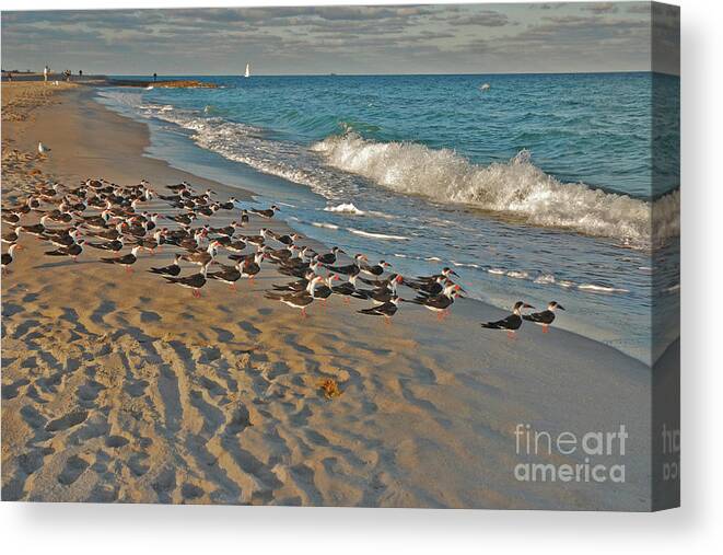Black Skimmers Canvas Print featuring the photograph 67- Ready For Takeoff by Joseph Keane