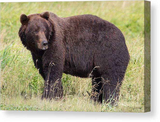 Brown Bear Canvas Print featuring the photograph Brown Bear #7 by Steve Javorsky