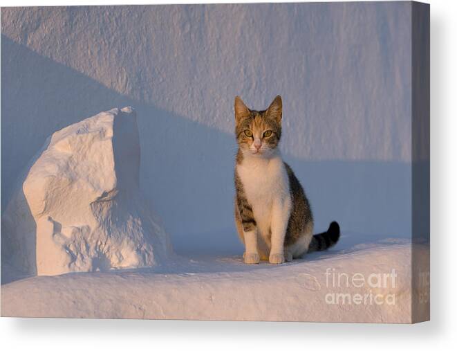 Cat Canvas Print featuring the photograph Cat On A Greek Island #7 by Jean-Louis Klein & Marie-Luce Hubert