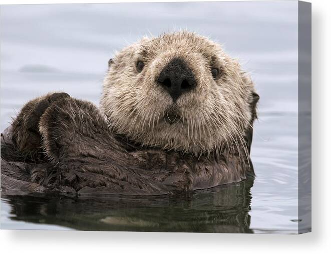 00429873 Canvas Print featuring the photograph Sea Otter Elkhorn Slough Monterey Bay #7 by Sebastian Kennerknecht