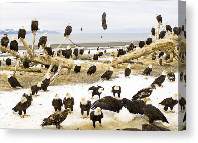 Bird Canvas Print featuring the photograph Bird #72 by Jackie Russo