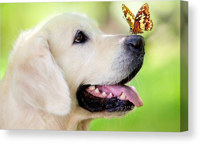 Dog Canvas Print featuring the photograph Dog #75 by Jackie Russo