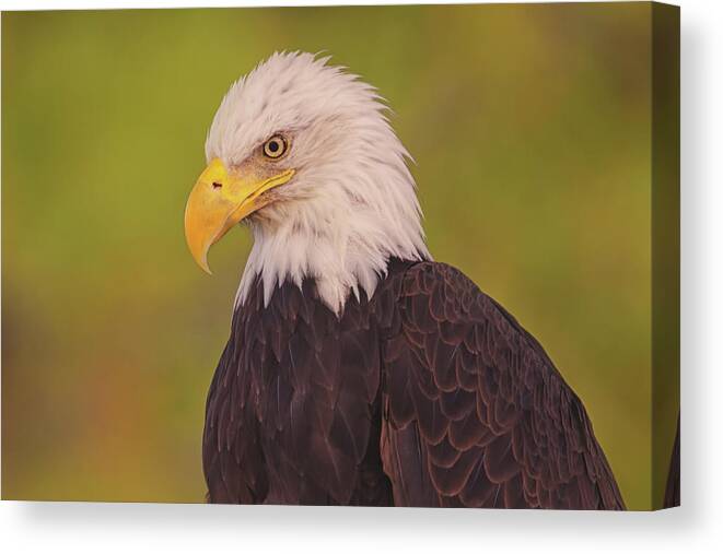 Animal Canvas Print featuring the photograph Bald Eagle #8 by Brian Cross