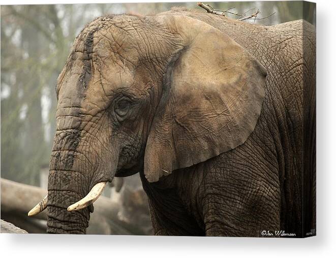 Elephant Canvas Print featuring the photograph Elephant #8 by Jackie Russo