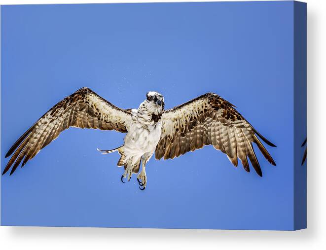 Naples Canvas Print featuring the photograph Osprey #8 by Peter Lakomy