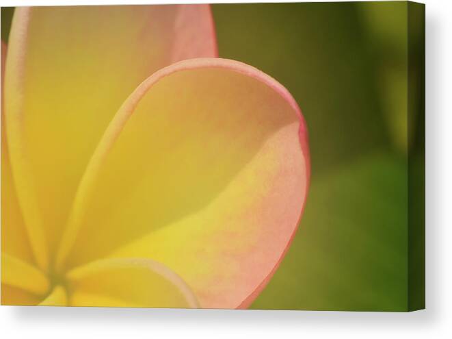 Photograph Canvas Print featuring the photograph Plumaria #8 by Larah McElroy