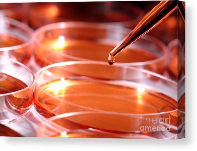 Petri Canvas Print featuring the photograph Laboratory Experiment in Science Research Lab #87 by Olivier Le Queinec