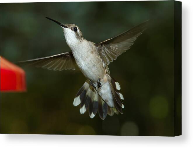 Female Ruby-throated Hummingbird Canvas Print featuring the photograph Female Ruby-Throated Hummingbird #9 by Robert L Jackson