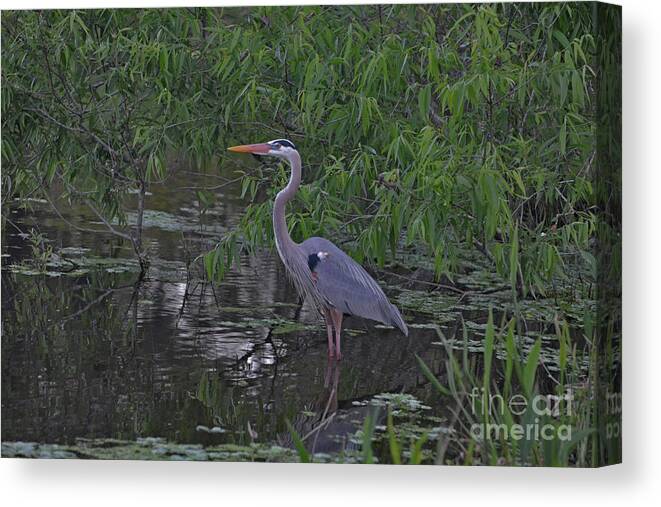 Great Blue Heron Canvas Print featuring the photograph 9- Great Blue Heron by Joseph Keane