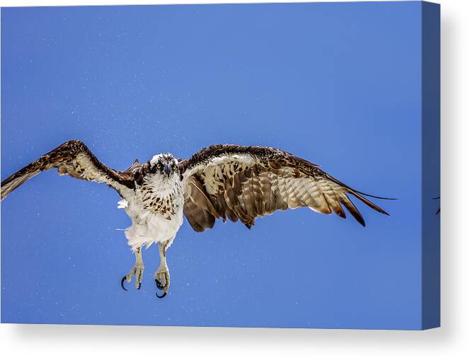 Naples Canvas Print featuring the photograph Osprey by Peter Lakomy