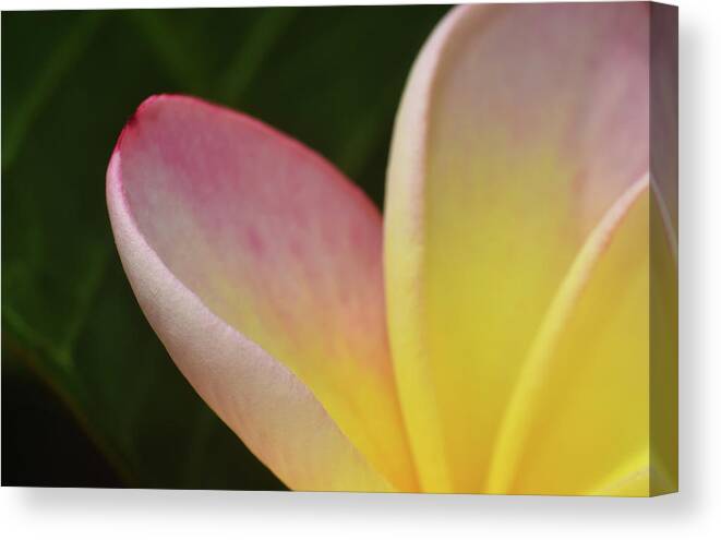 Photograph Canvas Print featuring the photograph Plumaria #9 by Larah McElroy