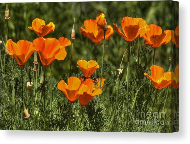 Poppies Canvas Print featuring the photograph Poppies #9 by Marc Bittan