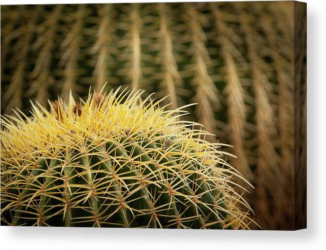 Cactus Canvas Print featuring the photograph Textures of Arizona #10 by John Magyar Photography
