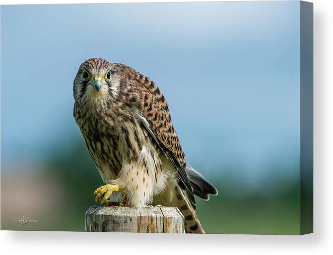Kestrel Canvas Print featuring the photograph A beautiful young kestrel looking behind you by Torbjorn Swenelius